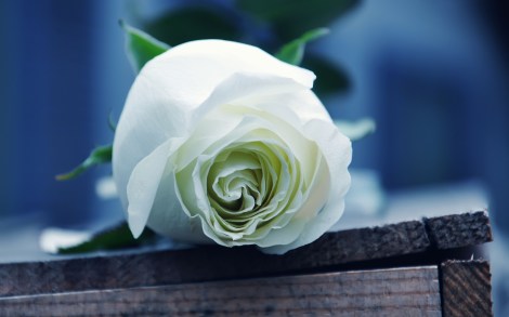 Rose-blanche-et-le-sonnet